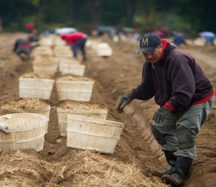 VELUM PRIME NEMATICIDE/FUNGICIDE LABEL EXPANDED The Grower